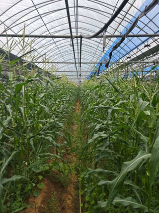 홍성규 님의 옥수수 · 영농일지 작성글 사진