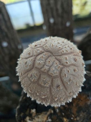 인더숲 님의 버섯 · 영농일지 작성글 사진