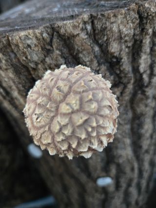 인더숲 님의 버섯 · 영농일지 작성글 사진