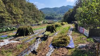 김찬경님의 들깨 · 영농일지 작성글 사진