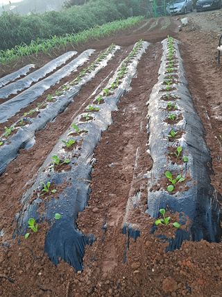 너만아라님의 팜모닝 · 출석 작성글 사진