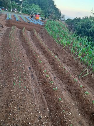 너만아라님의 팜모닝 · 출석 작성글 사진