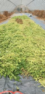 팜모닝 들깨·영농일지 게시글 이미지