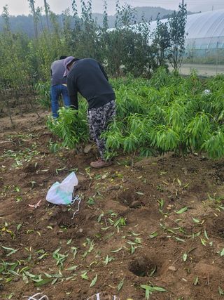 일심묘목농원님의 자유주제 · 자유게시판 작성글 사진