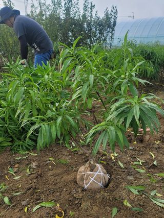 일심묘목농원님의 자유주제 · 자유게시판 작성글 사진