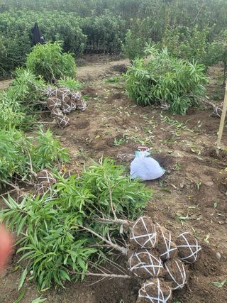 일심묘목농원님의 자유주제 · 자유게시판 작성글 사진