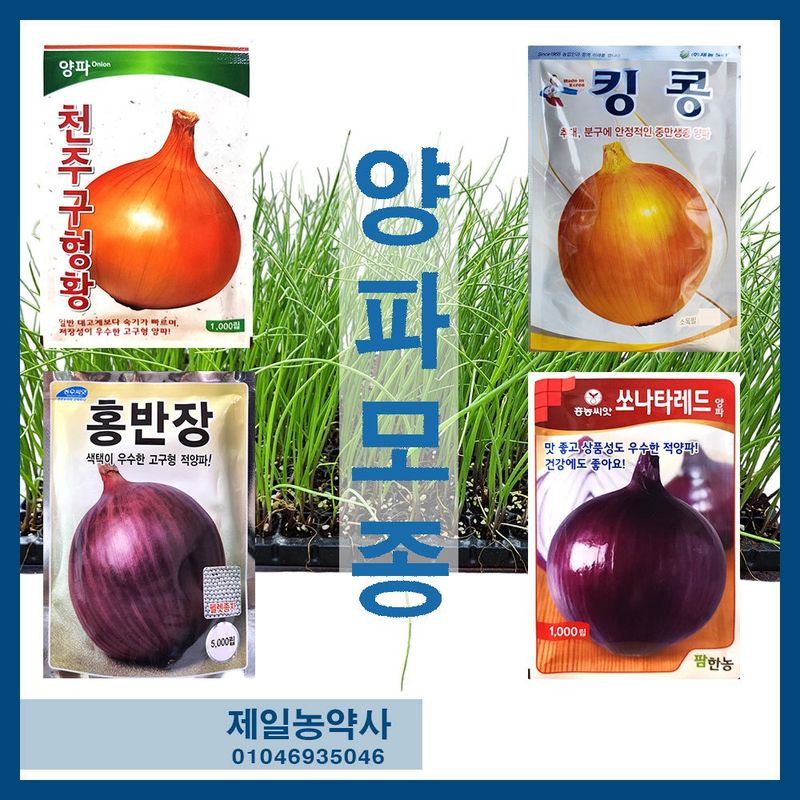 안산제일농약사님의 장터 판매 상품 [적색봄양파모종 봄양파모종 200구] 첨부 사진