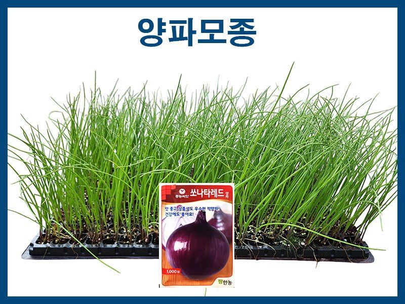 안산제일농약사님의 장터 판매 상품 [적색봄양파모종 봄양파모종 200구] 첨부 사진