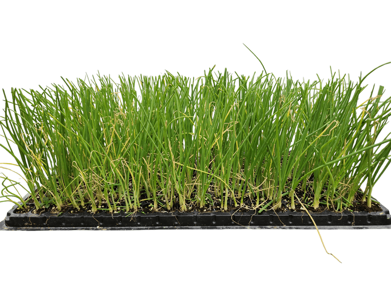 안산제일농약사님의 장터 판매 상품 [적색봄양파모종 봄양파모종 200구] 첨부 사진