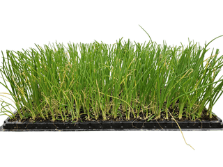 안산제일농약사님의 작성글 사진