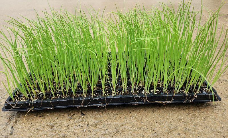 안산제일농약사님의 장터 판매 상품 [적색봄양파모종 봄양파모종 200구] 첨부 사진