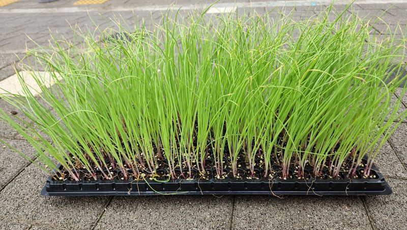 안산제일농약사님의 장터 판매 상품 [적색봄양파모종 봄양파모종 200구] 첨부 사진