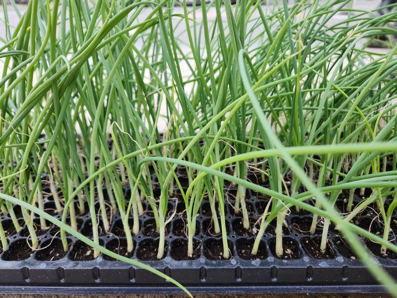 안산제일농약사님의 장터 판매 상품 [적색봄양파모종 봄양파모종 200구] 첨부 사진