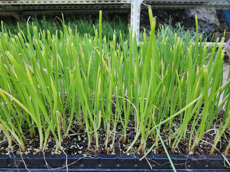 안산제일농약사님의 장터 판매 상품 [적색봄양파모종 봄양파모종 200구] 첨부 사진