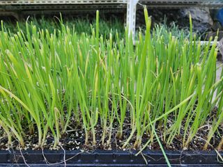 안산제일농약사님의 작성글 사진