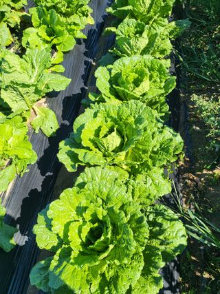 사노라면님의 고구마 · 영농일지 작성글 사진