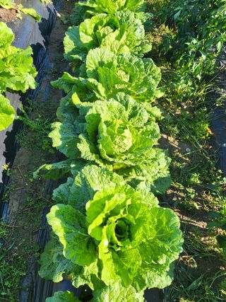 사노라면님의 고구마 · 영농일지 작성글 사진