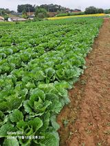 팜모닝 자유주제·자유게시판 게시글 이미지