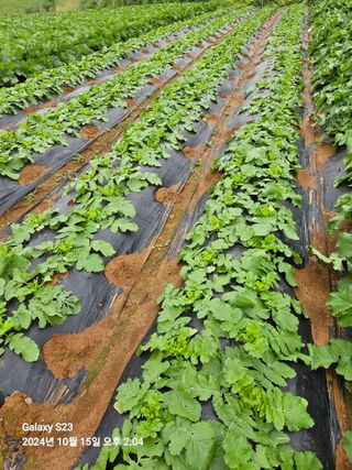 수환이네농장님의 자유주제 · 자유게시판 작성글 사진