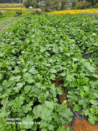 수환이네농장님의 자유주제 · 자유게시판 작성글 사진