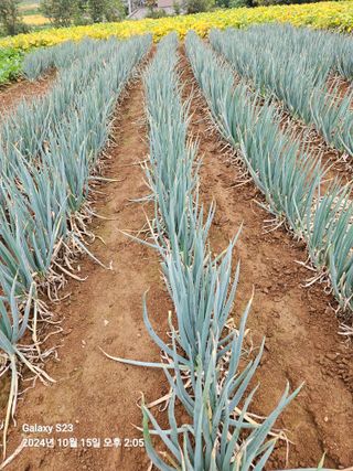 수환이네농장님의 자유주제 · 자유게시판 작성글 사진