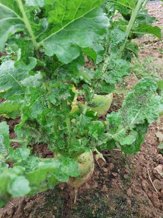 박용찬 님의 기타작물 · 병해충상담 작성글 사진