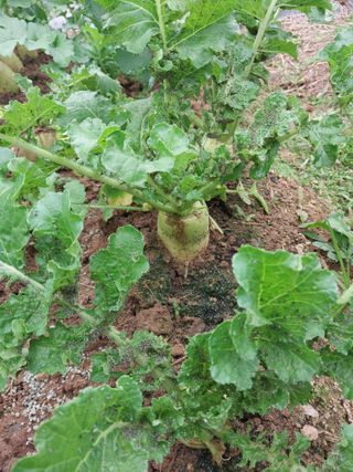 박용찬 님의 기타작물 · 병해충상담 작성글 사진