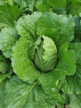 팜모닝 배추·영농일지 게시글 이미지