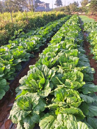 호박 정정호님의 배추 · 영농일지 작성글 사진