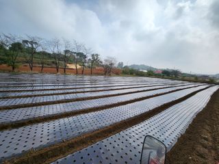 홍산농부님의 마늘 · 파종작업 작성글 사진