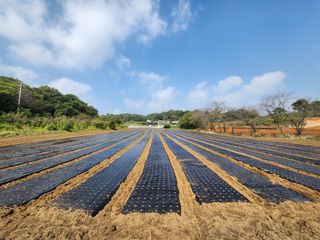홍산농부님의 마늘 · 파종작업 작성글 사진
