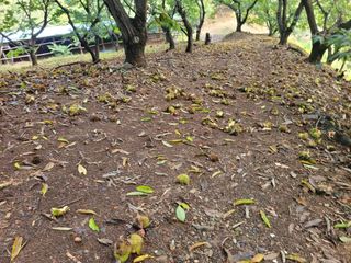 홍가네수정농장님의 기타작물 · 영농일지 작성글 사진