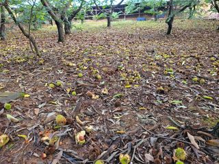 홍가네수정농장님의 기타작물 · 영농일지 작성글 사진