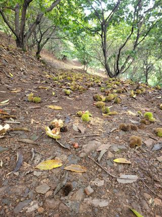 홍가네수정농장님의 기타작물 · 영농일지 작성글 사진
