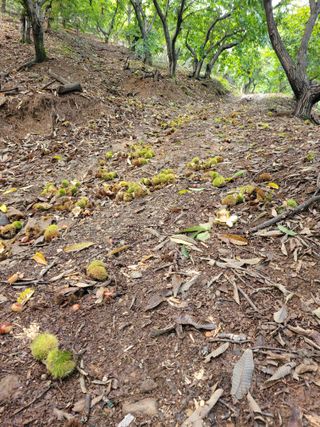 홍가네수정농장님의 기타작물 · 영농일지 작성글 사진