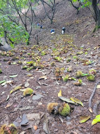 홍가네수정농장님의 기타작물 · 영농일지 작성글 사진