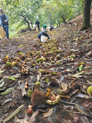 홍가네수정농장님의 기타작물 · 영농일지 작성글 사진