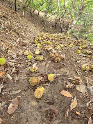 홍가네수정농장님의 기타작물 · 영농일지 작성글 사진