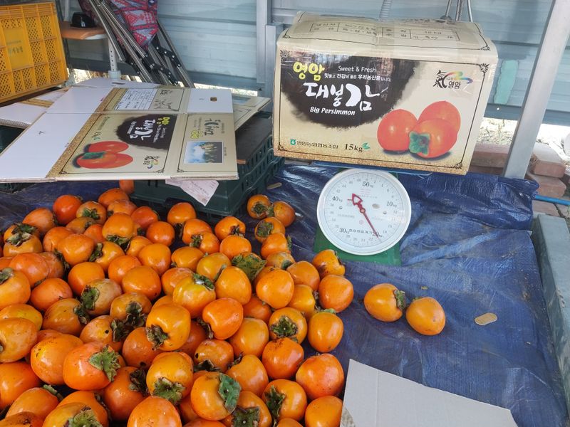 장터 상품 [영암 대봉감 18KG(택배비포함)] 썸네일