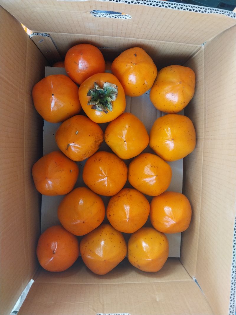 한산 임동현님의 장터 판매 상품 [영암 대봉감 18KG(택배비포함)] 첨부 사진