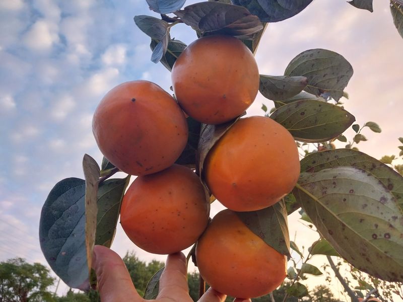 한산 임동현님의 장터 판매 상품 [영암 대봉감 18KG(택배비포함)] 첨부 사진