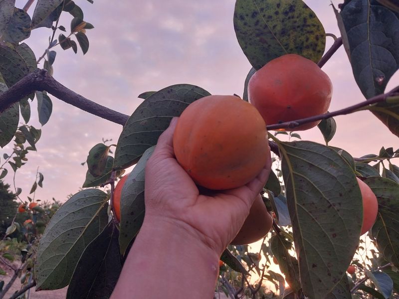 한산 임동현님의 장터 판매 상품 [영암 대봉감 18KG(택배비포함)] 첨부 사진