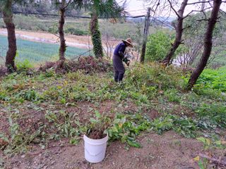 나도농부님의 기타작물 · 영농일지 작성글 사진