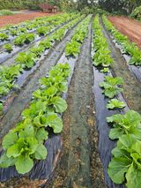 팜모닝 배추·영농일지 게시글 이미지