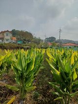 팜모닝 기타작물·병해충상담 게시글 이미지