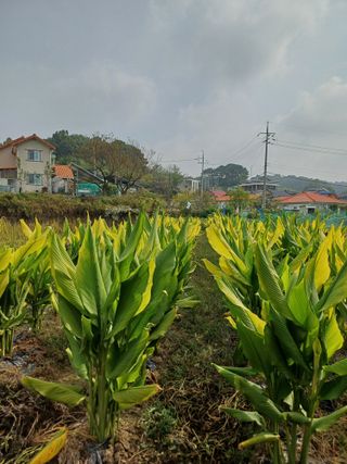 김윤환님의 기타작물 · 병해충상담 작성글 사진