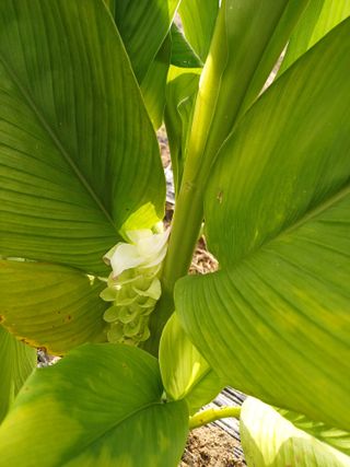 김윤환님의 기타작물 · 병해충상담 작성글 사진