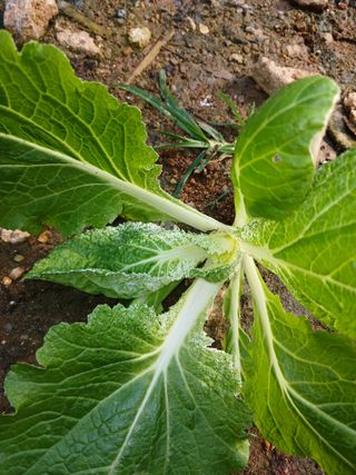 김영경님의 마늘 · 병해충상담 작성글 사진