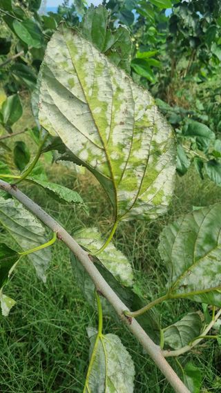 나물로61님의 기타작물 · 병해충상담 작성글 사진