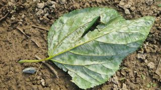 나물로61님의 기타작물 · 병해충상담 작성글 사진